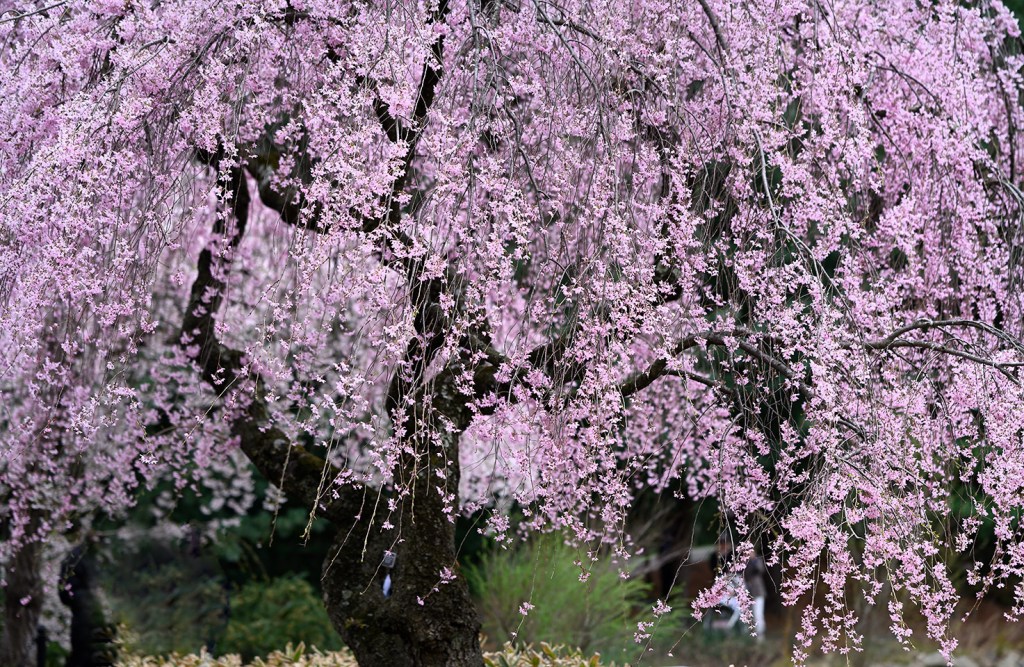 “Mùa Xuân Sang Có Hoa Anh Đào…”