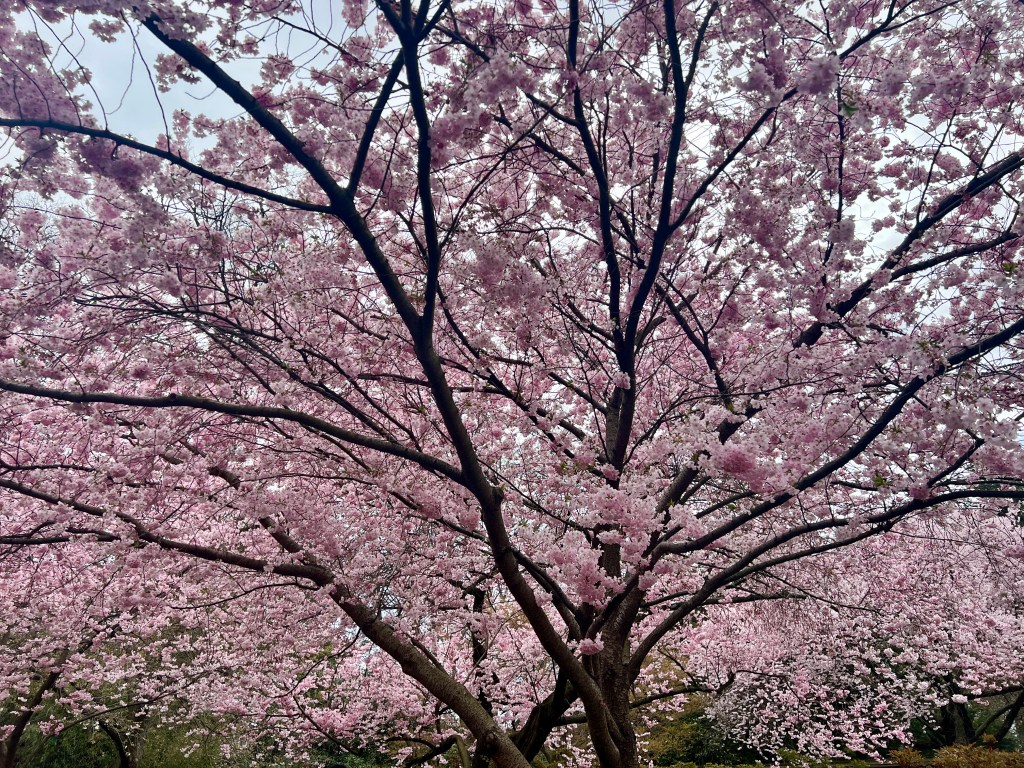 Sakura Hanami