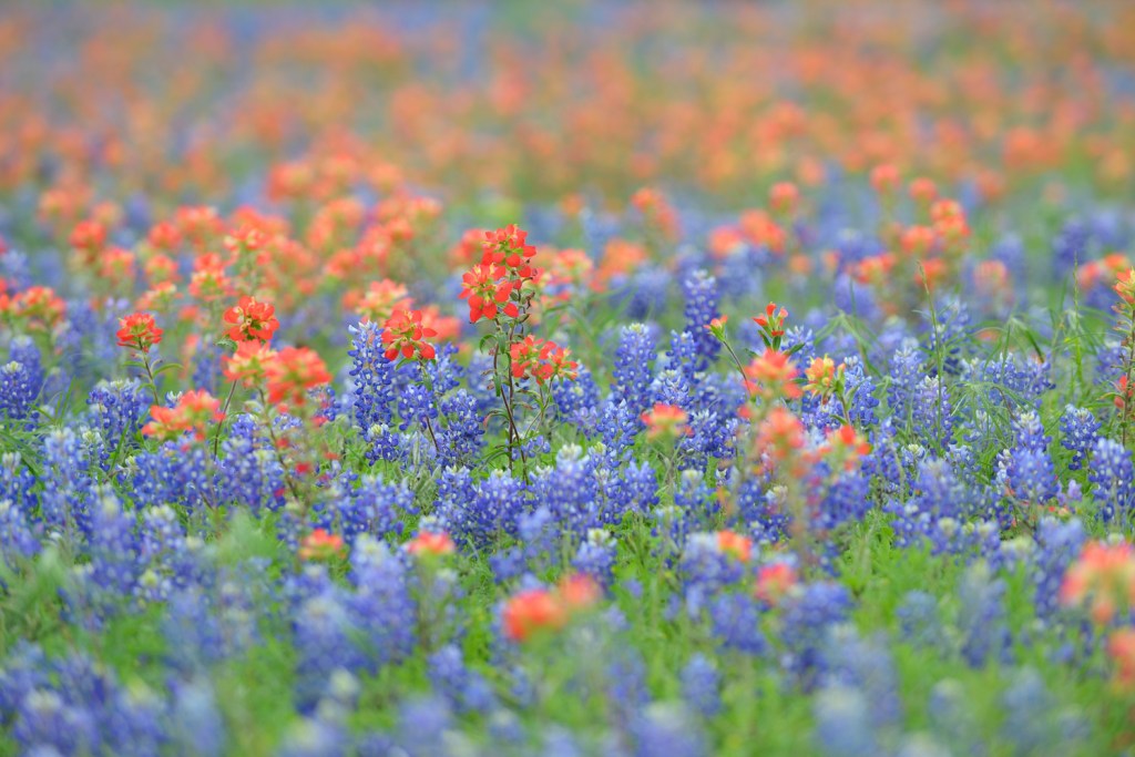 Spring in the Wild&nbsp;Texas