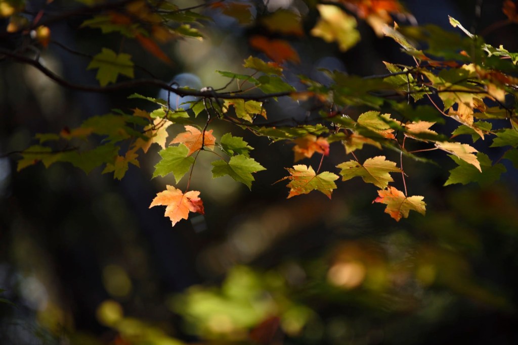 Acadia National Park