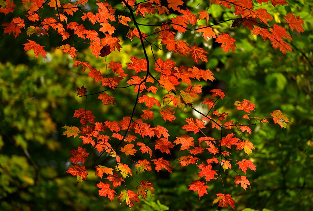 Có nên dùng các hãng hàng không&nbsp;nhỏ?